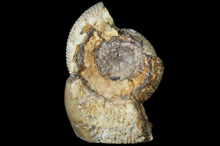 Ammonite (Perisphinctes) In Septarian - Madagascar #113663